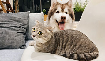 Hund und Katze