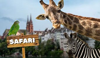Safari